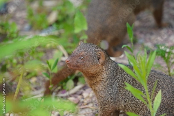 Fototapeta Common dwarf mongoose