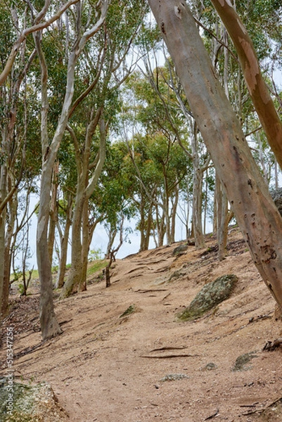 Fototapeta Trees growing on a uphill mountain. A hillside forest during autumn. Low angle landscape of tall trees growing on rocky hiking trail. Popular walking paths in Table Mountain National Park, Cape Town
