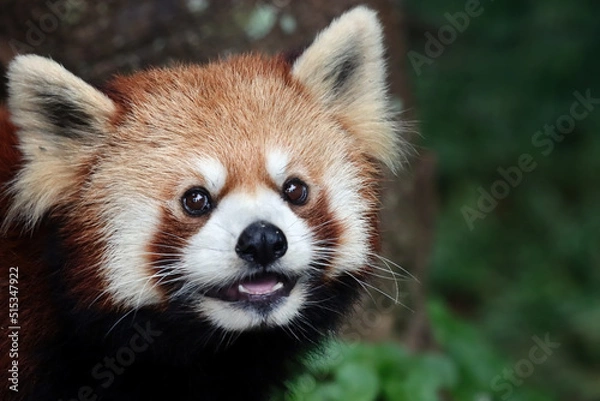Fototapeta Closeup head red panda "Ailurus fulgens", Red panda closeup