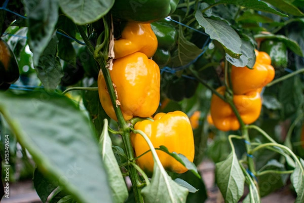Fototapeta Cuboid pepper grows on a plant in a row in a greenhouse