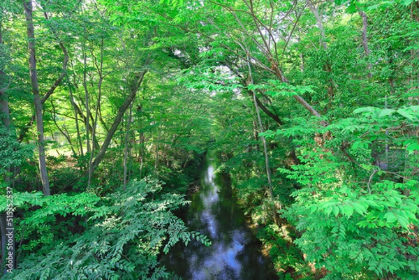 Obraz forest in the forest