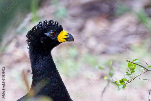 Obraz Bare-faced Curassow (Crax fasciolata), portrait of a male, Pouso Alegre, Mato Grosso, Brazil.