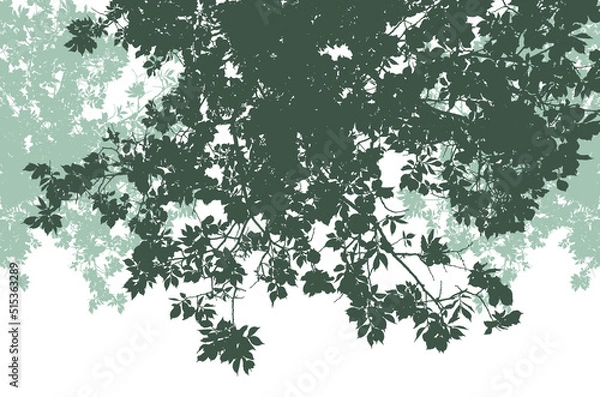 Fototapeta Silhouettes of branches with foliage on a white background. Vector realistic monochrome illustration of an elm tree.