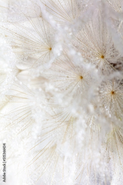 Fototapeta Abstract dandelion macro flower background. Seed macro closeup. Soft focus