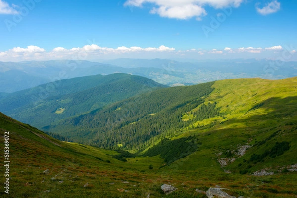 Fototapeta hills and meadows of carpathian mountains. summer landscape with green slopes on a sunny day. ridge beneath a sky with fluffy clouds in the distance