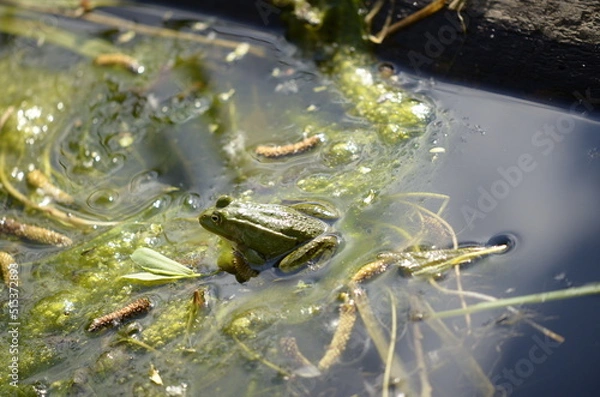 Obraz frog in the water