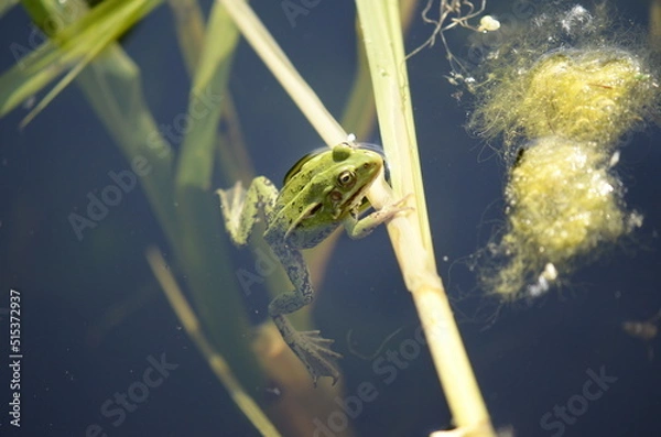 Obraz frog in the water