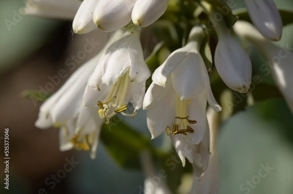 Obraz white summer flower