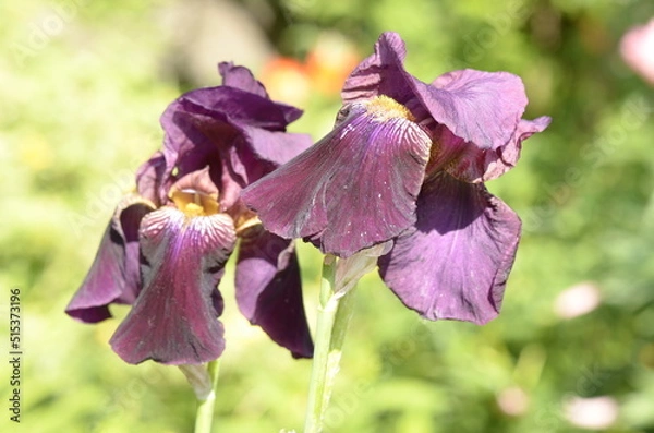 Obraz purple iris flower