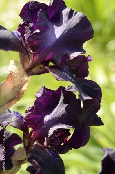 Obraz dark iris flower