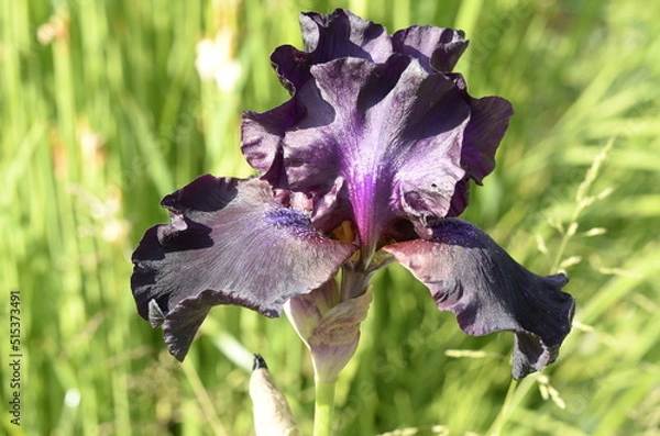 Fototapeta dark iris flower