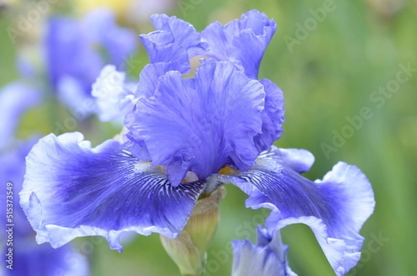 Fototapeta blue iris flower