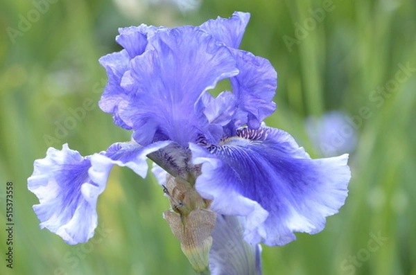 Fototapeta blue iris flower