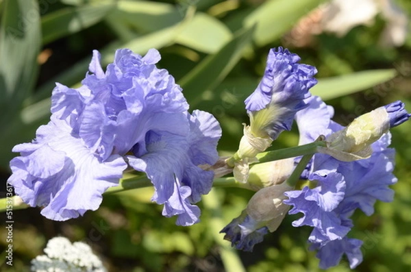 Obraz blue iris flowers