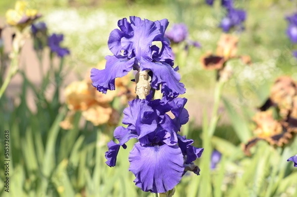 Fototapeta blue iris flowers