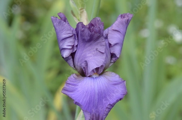 Fototapeta purple iris flower