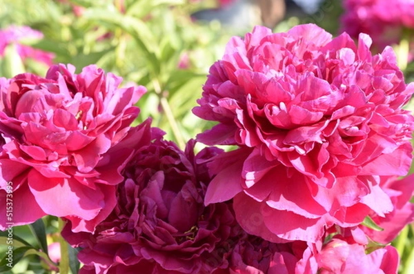 Obraz vinous peony