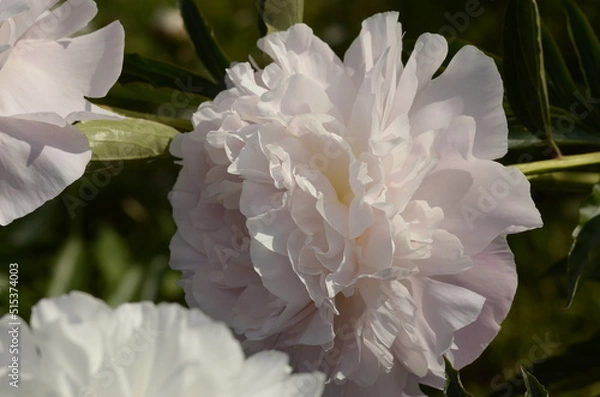 Obraz creamy peony