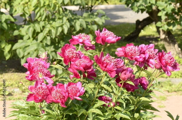 Fototapeta vinous peony