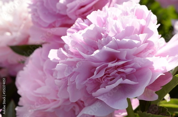 Obraz pink peony flower