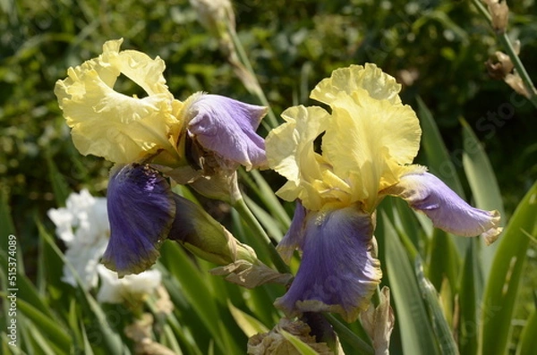 Obraz iris flowers in the garden