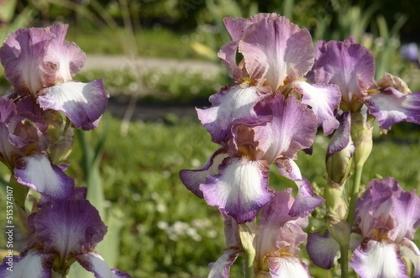 Obraz purple iris flowers