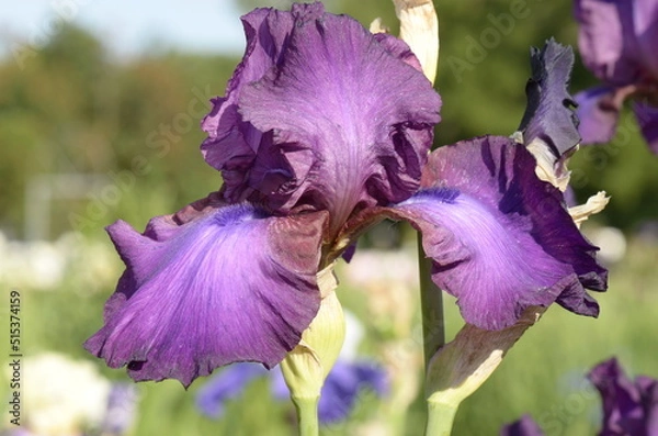 Fototapeta purple iris flower