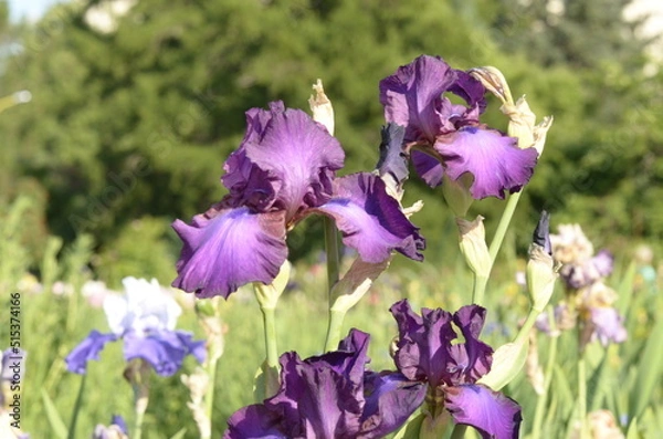 Obraz purple iris flowers