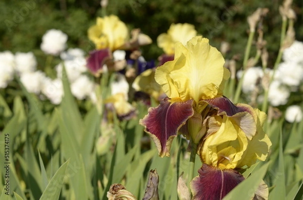 Fototapeta red and yellow iris