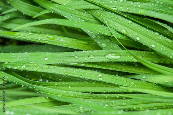 Fototapeta Abstract nature background with green plant leaves and drops of rain