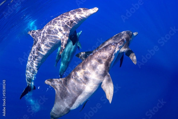 Obraz 【イルカ】小笠原諸島