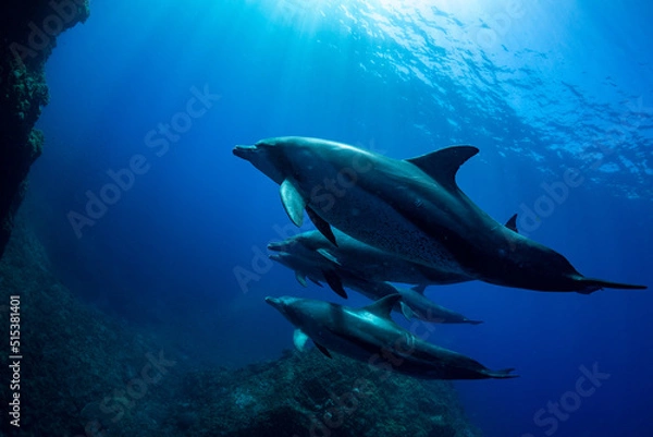 Obraz 【イルカ】小笠原諸島