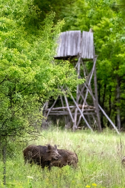 Obraz Wild boar in forest