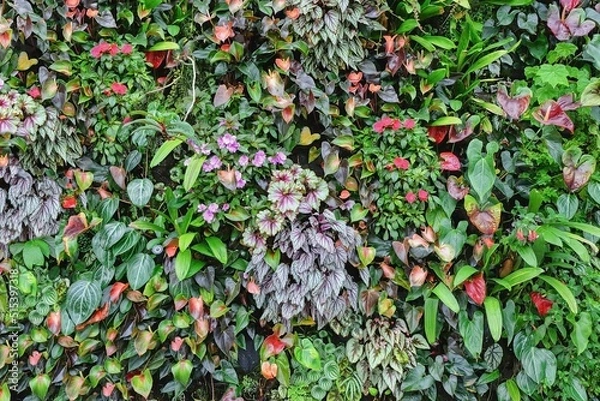 Fototapeta Green lush plant eco wall. Unique ecosystem for clean air office and urban environment, modern vertical garden concept