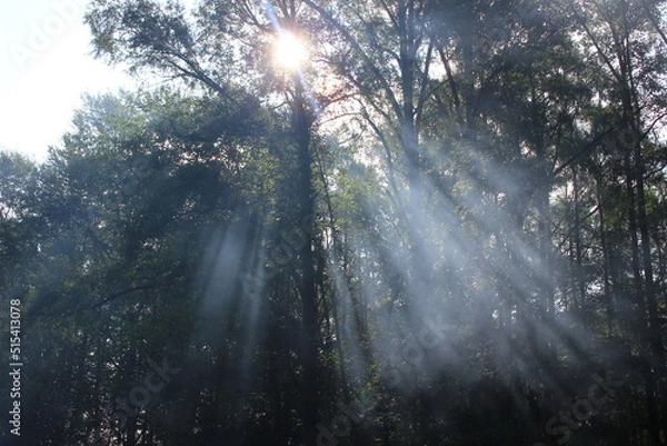 Obraz sun rays through the trees