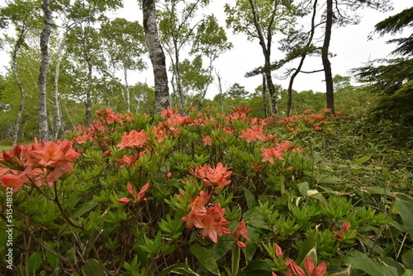 Fototapeta 美ヶ原高原　レンゲツツジと白樺