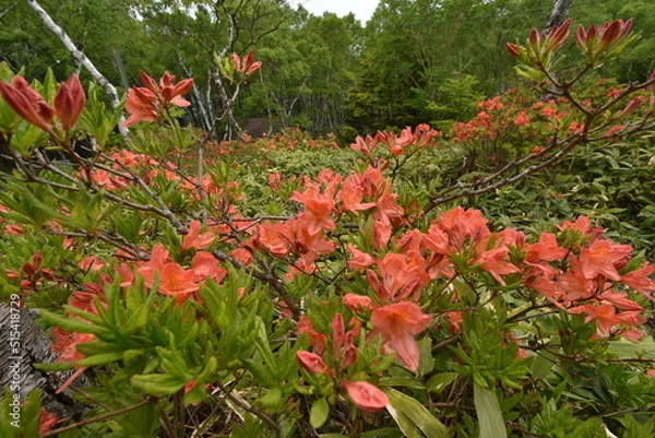 Fototapeta 美ヶ原高原　レンゲツツジと白樺