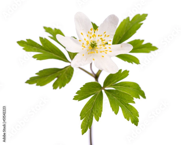 Obraz Buschwindröschen (Anemone nemorosa)