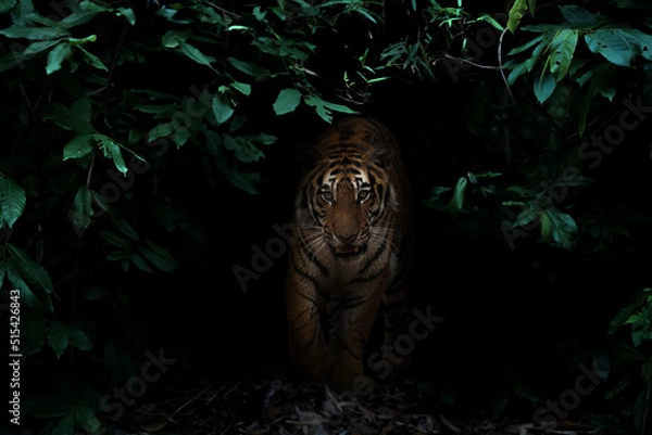 Obraz tiger in tropical rainforest at night