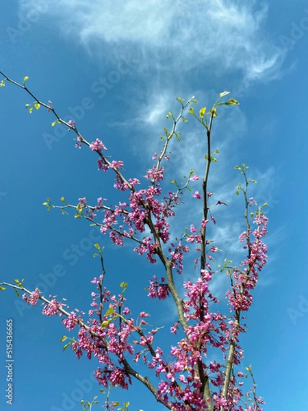 Obraz redbud tree against sky