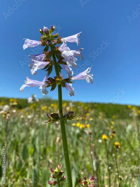 Obraz blue sky and flowers