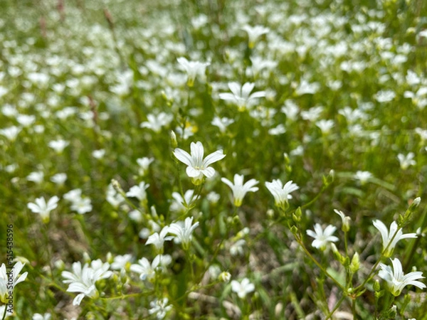 Fototapeta white flowers in the grass