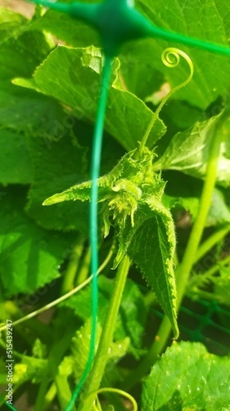 Fototapeta leaf with drops