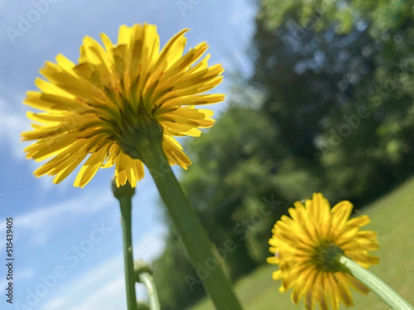 Fototapeta yellow dandelions underneath and  sky