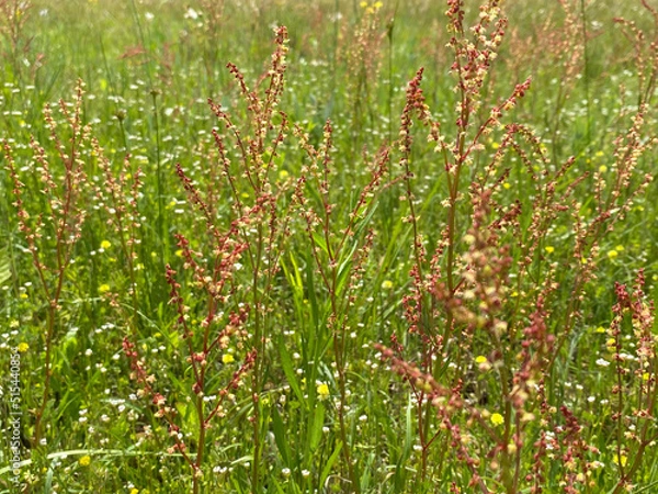 Fototapeta red and green grass