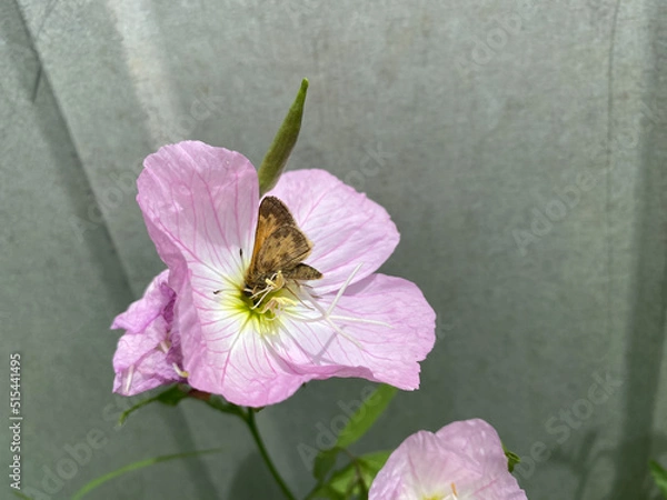 Obraz primrose at shed