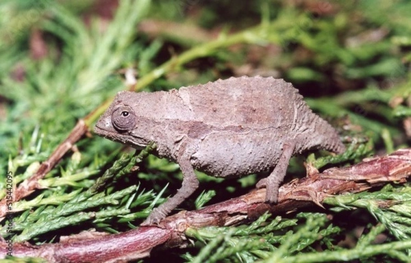 Fototapeta Lizard on a branch
