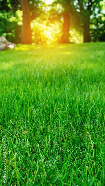 Fototapeta Green grass against the blurred background of trees and sunset. Dawn on a green meadow. Vertical image.