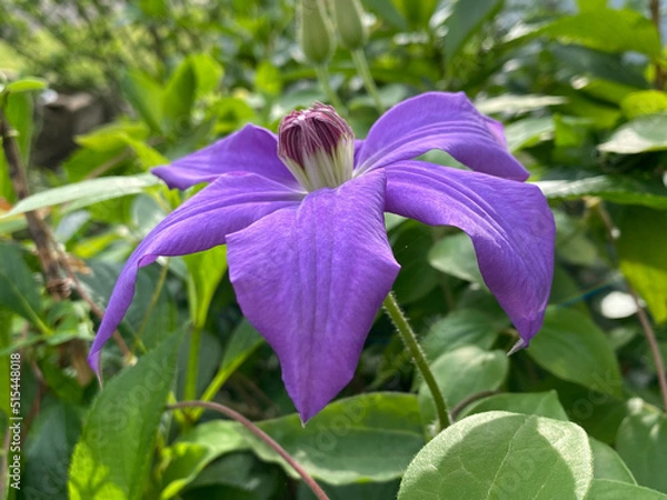 Obraz clematis