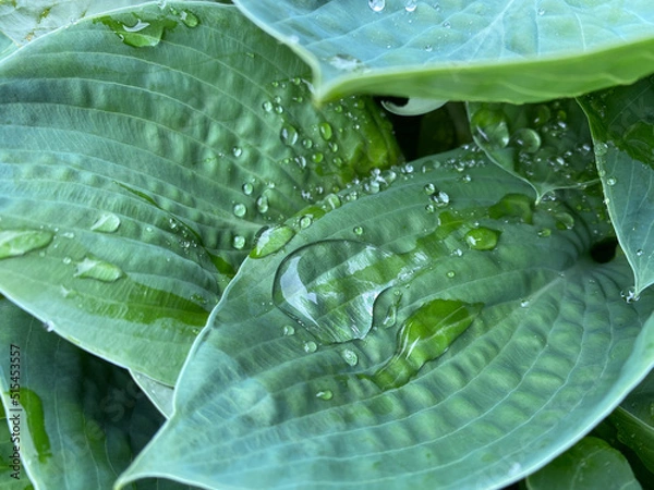 Obraz leaf with drops